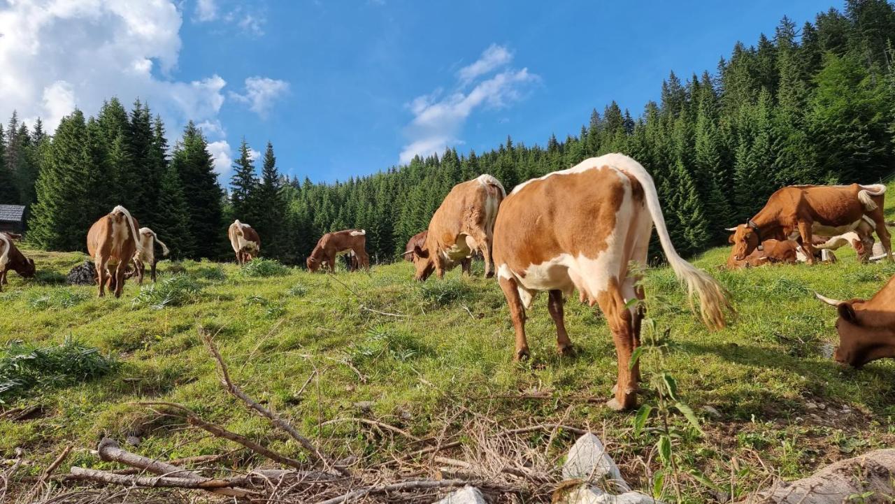 Mountain Eco Chalet Konjska Dolina On 1400 M Asl -Near Pokljuka Srednja Vas v Bohinju Luaran gambar